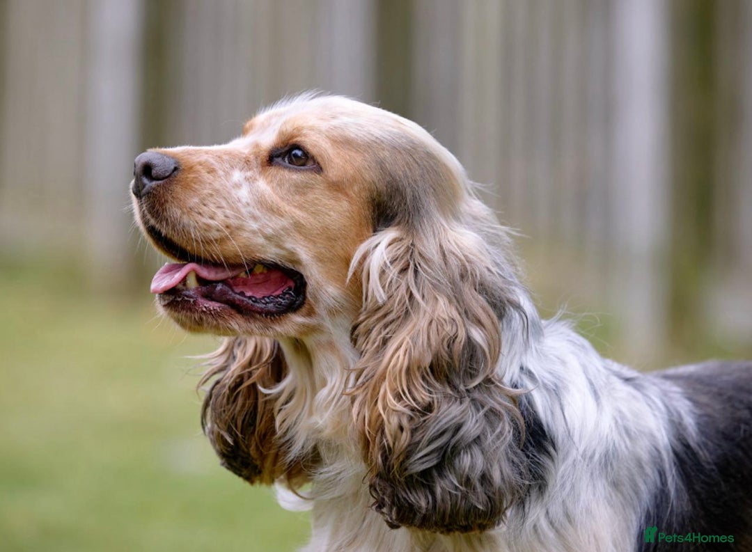 Cocker Spaniel dogs for sale: Cocker male  - Advert 2