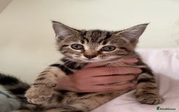 Mixed Breed cats for sale: Two tabby kittens available now £80 - Image 1