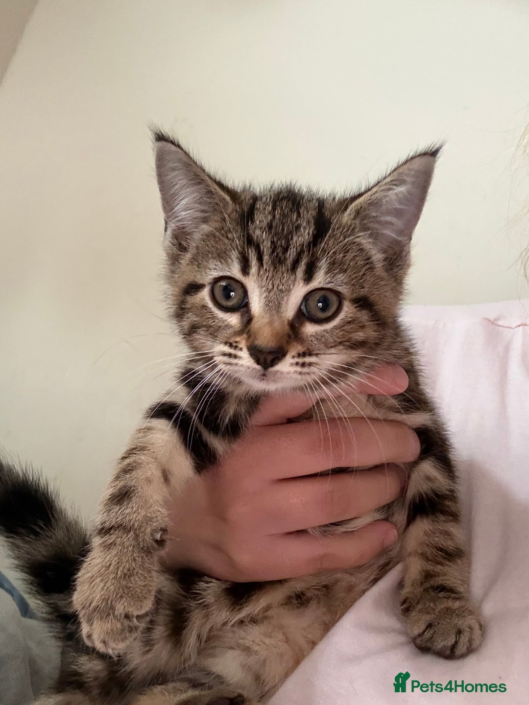 Mixed Breed cats for sale: Two tabby kittens available now £80 - Image 1