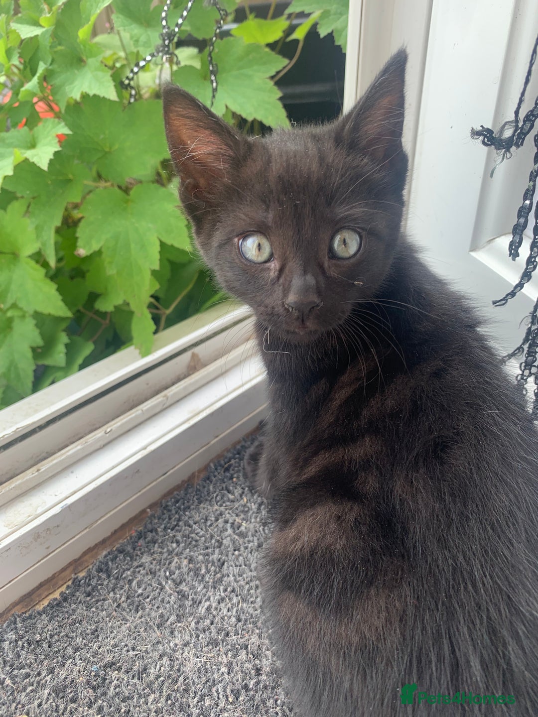 British Shorthair cats for sale: Playful girl - Image 6
