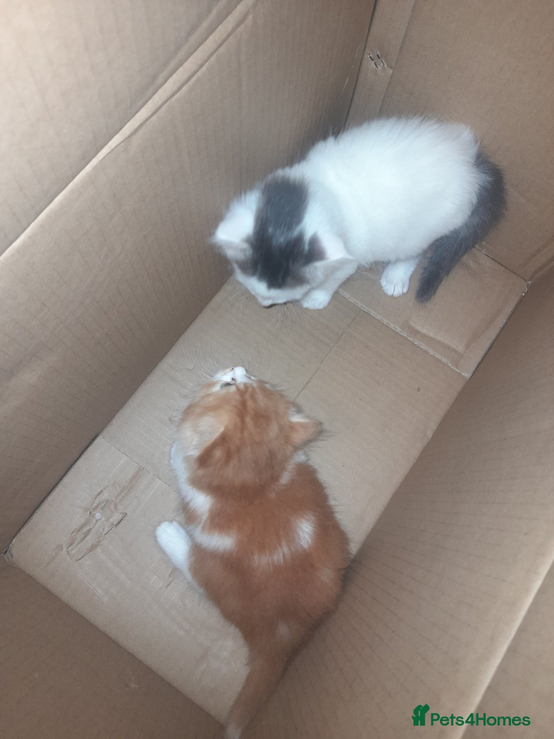 British Longhair cats for sale: Kittens needing a home  - Image 2