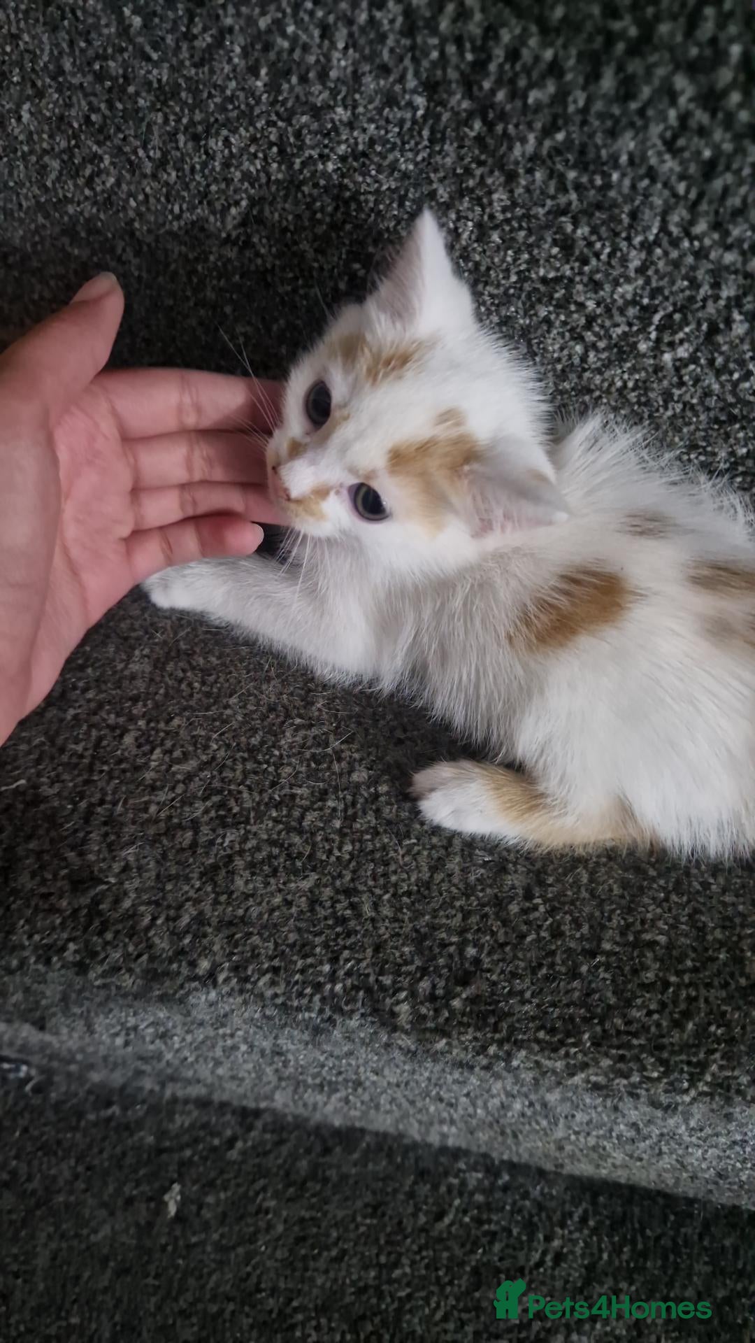 Mixed Breed cats Kitten - Advert 1