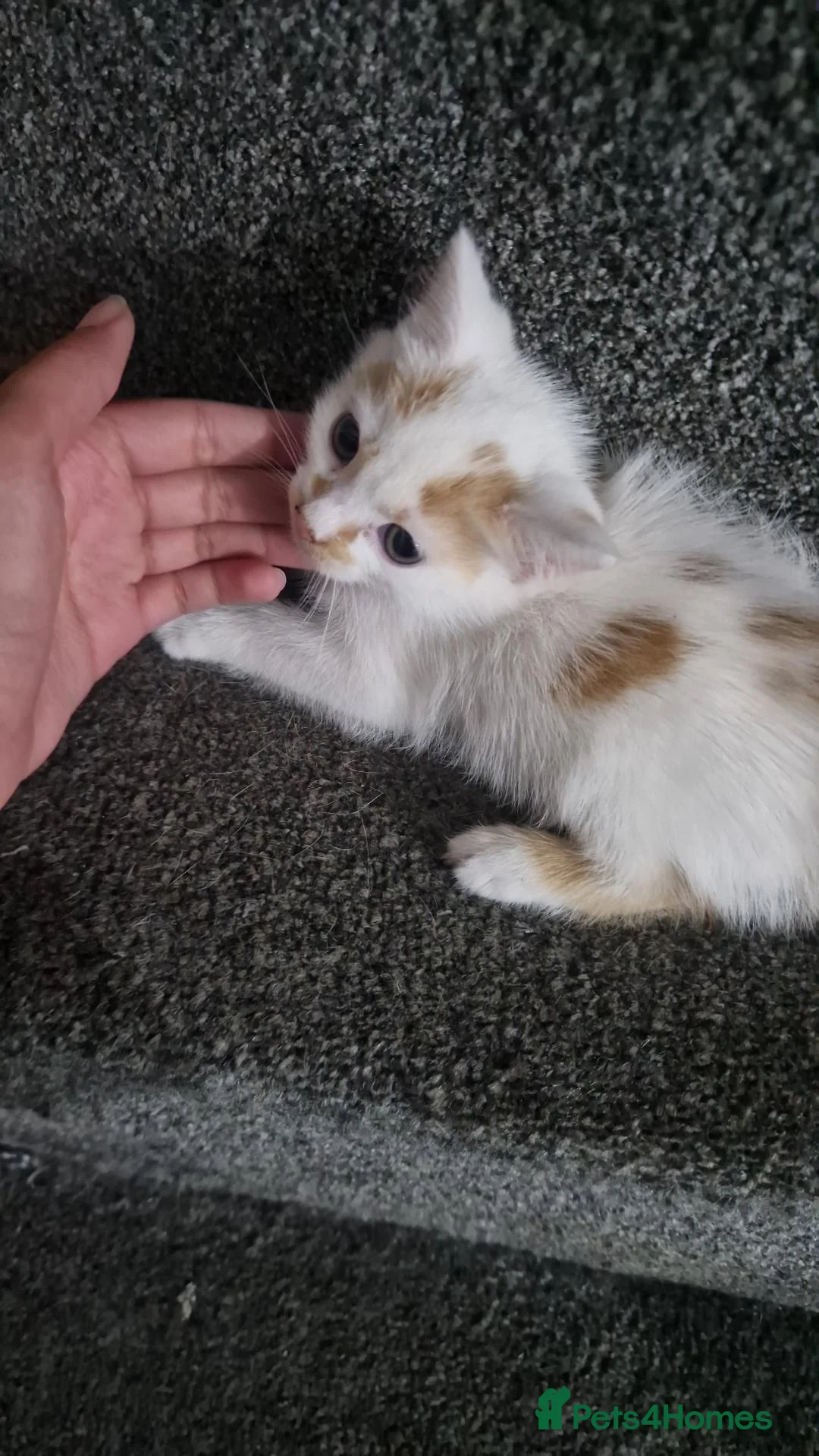 Mixed Breed cats for sale: Kitten - Advert 1