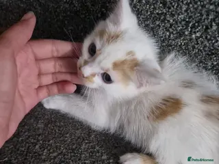 Mixed Breed cats Kitten - Advert 9