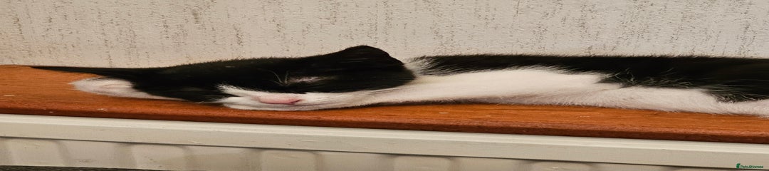 Mixed Breed Kitten 1