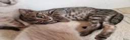 Mixed Breed cats for sale: Bengal,Siamese, Maine coon mix kittens.  - Advert 16