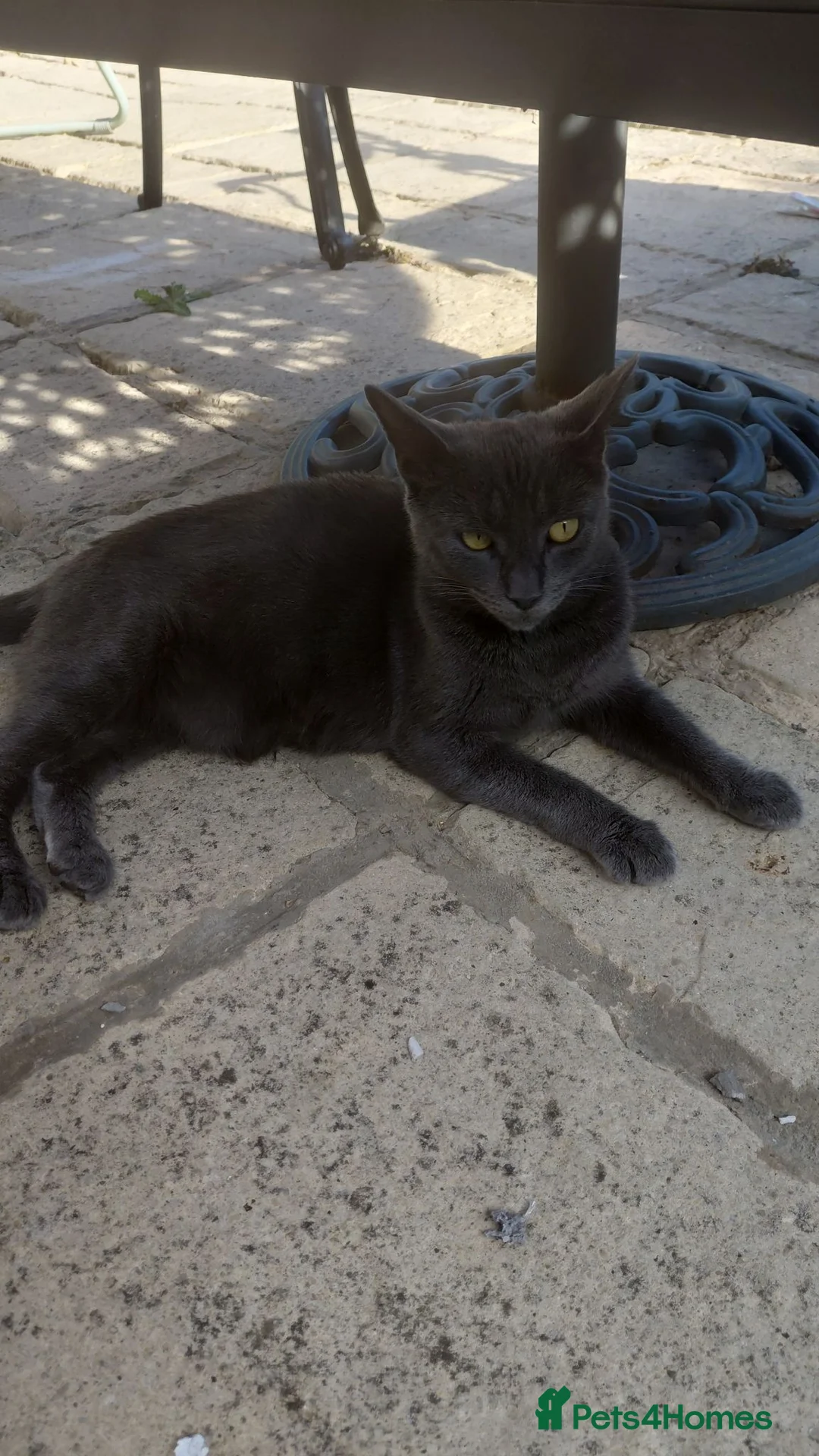 Mixed Breed cats for sale: Female kitten - Advert 1