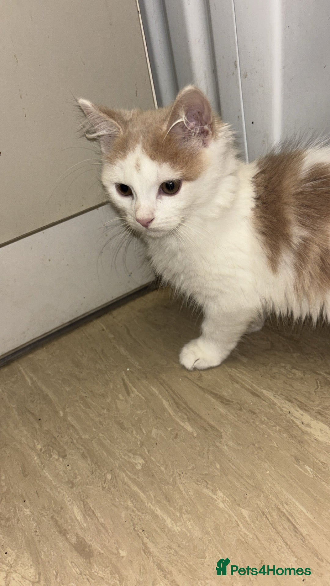 Mixed Breed cats for sale: 12 beautiful kittens for sale - Advert 1