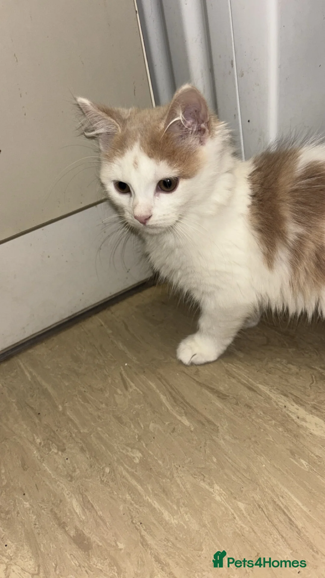 Mixed Breed cats for sale: 12 beautiful kittens for sale - Advert 1
