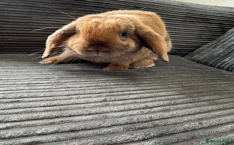 Dwarf Lop rabbits - Advert 1