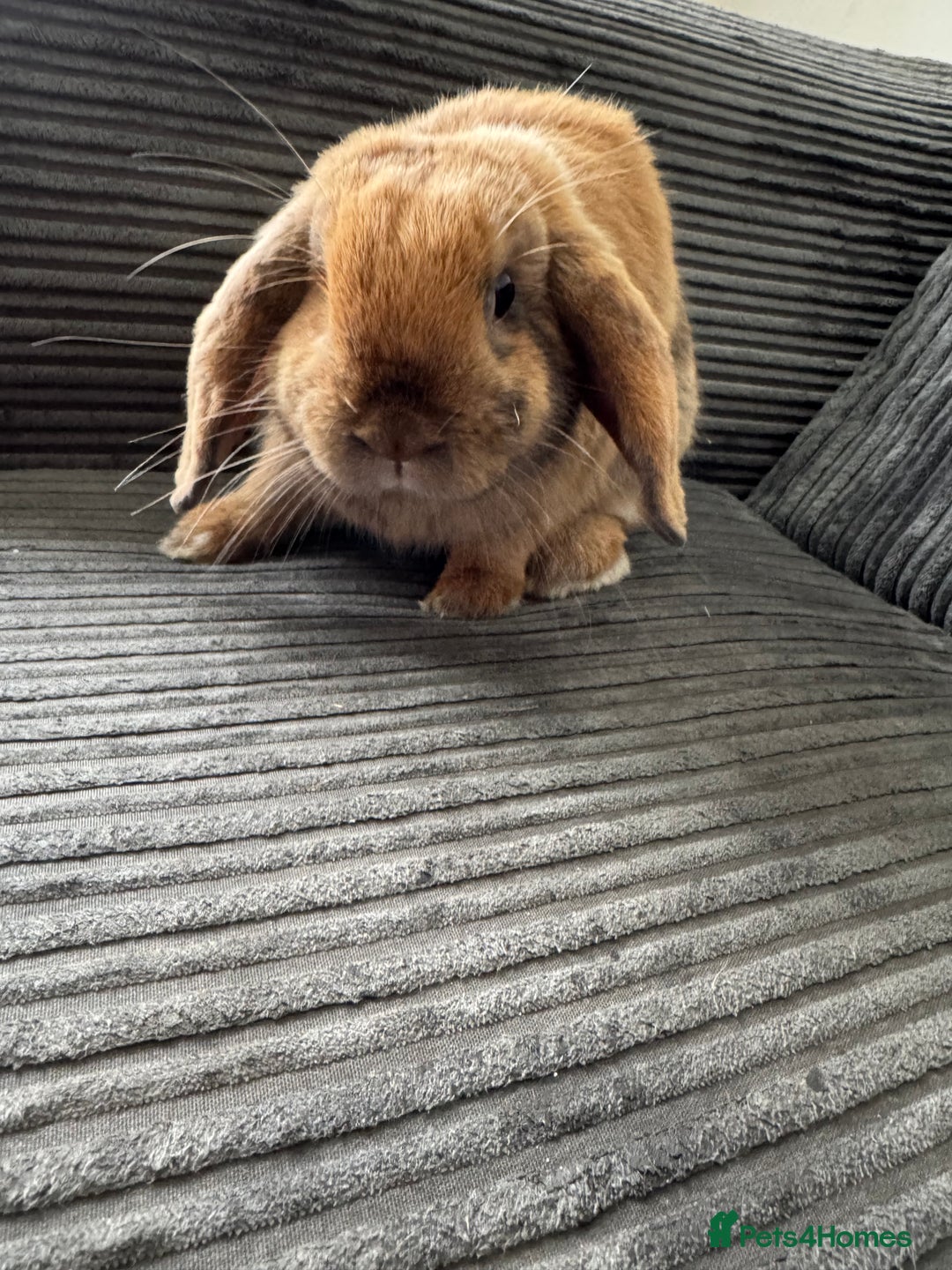 Dwarf Lop rabbits for sale: Lop bunny super friendly - Image 1