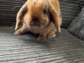Dwarf Lop rabbits - Advert 17