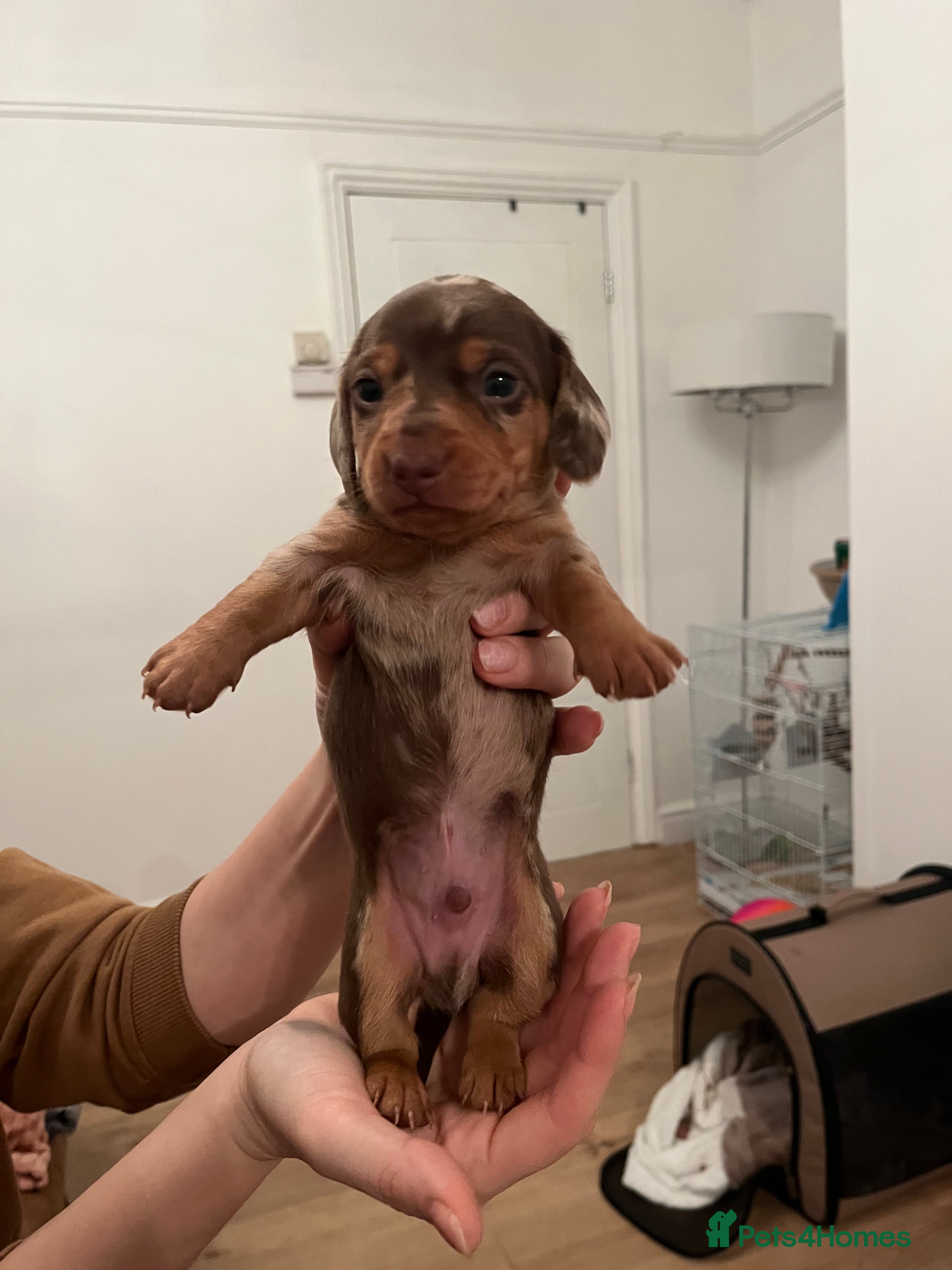 Miniature Dachshund dogs Miniature dachshund (short haired) - Advert 4