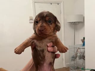 Miniature Dachshund dogs Miniature dachshund (short haired) - Advert 13