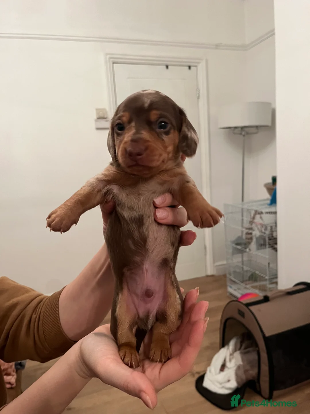 Miniature Dachshund dogs for sale: Miniature dachshund (short haired) - Advert 1