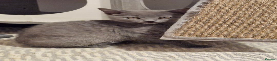 Chartreux Kitten 2