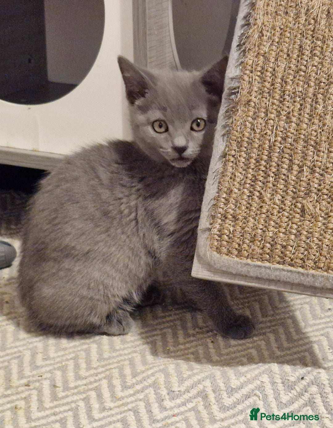 Chartreux cats for sale: Chartreux sisters  - Image 2