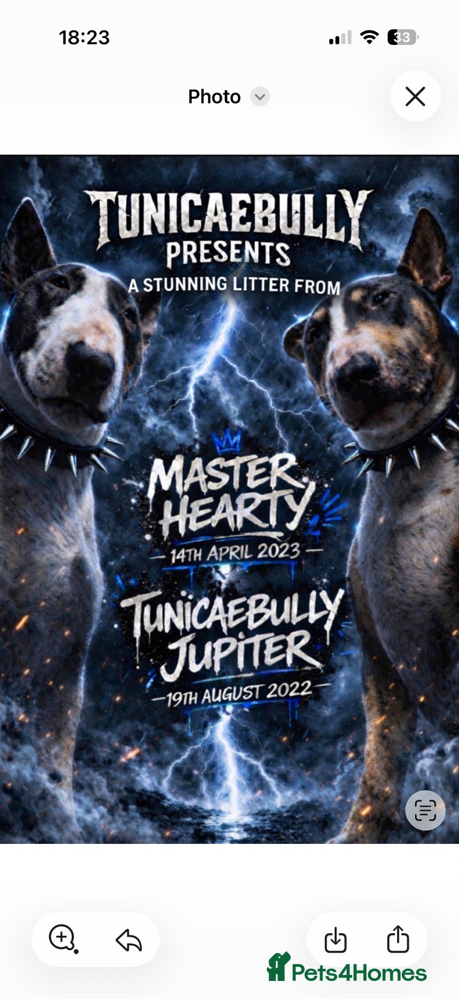 English Bull Terrier dogs Tunicaebully’s presents new litter arrival 3/8/26 - Advert 13