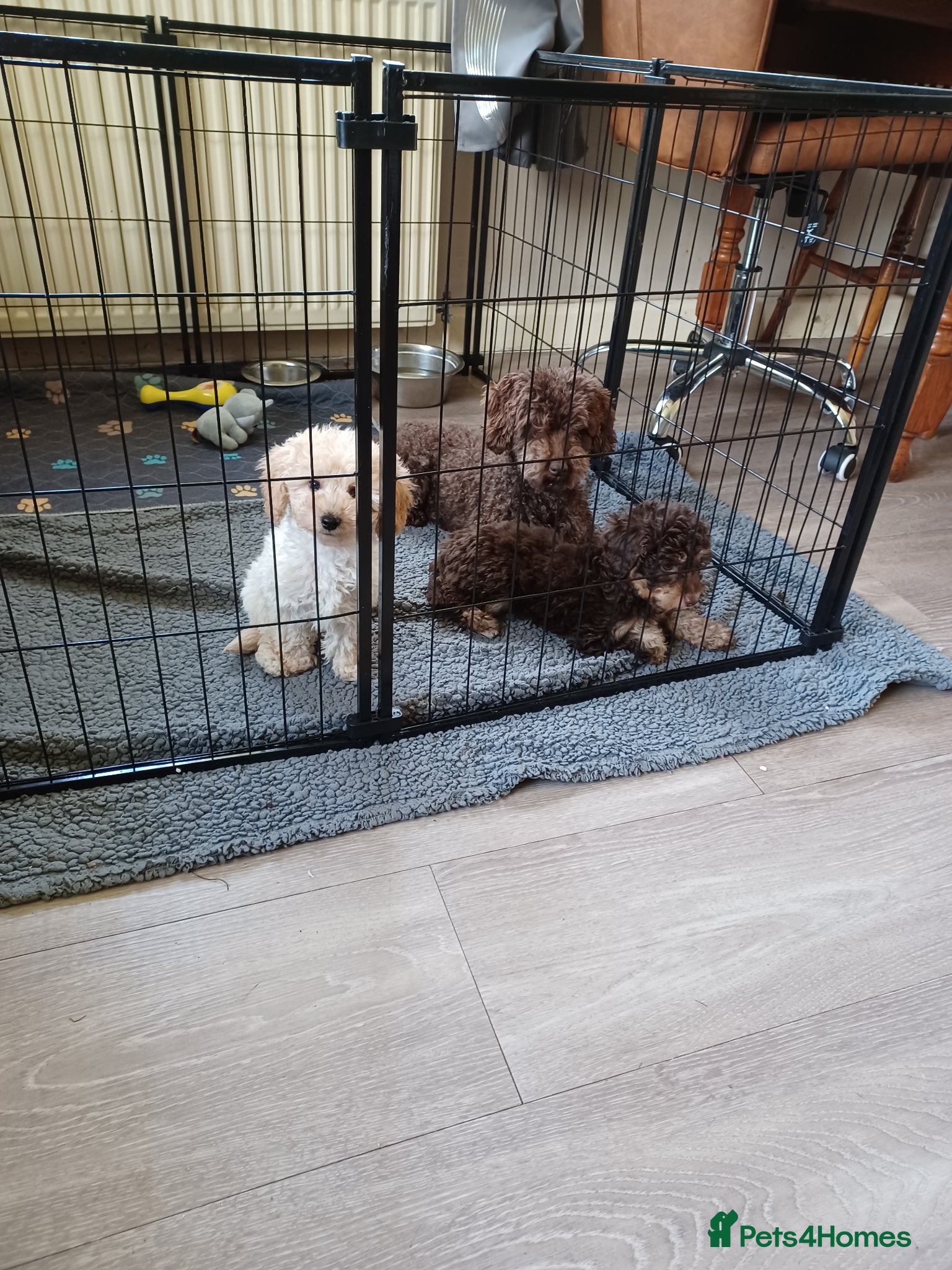 Cavapoochon dogs Cavapoochon puppies with 5 weeks free insurance  - Advert 3
