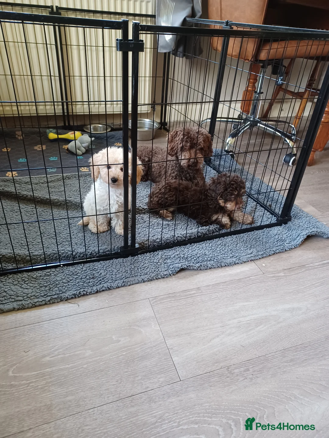 Cavapoochon dogs for sale: Cavapoochon puppies with 5 weeks free insurance  in Bath - Advert 1