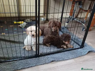 Cavapoochon dogs Cavapoochon puppies with 5 weeks free insurance - Advert 5