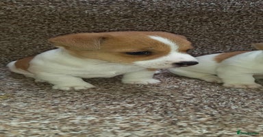 Jack Russell dogs - Advert 14