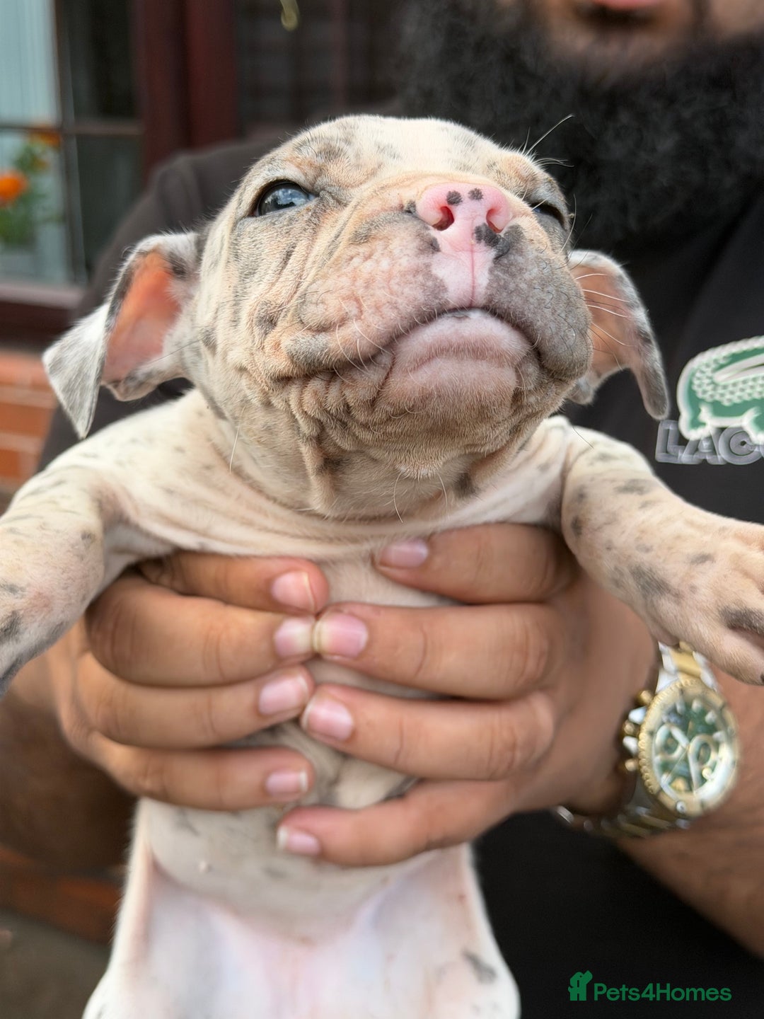 Mixed Breed dogs for sale: Old English cross, cane corsa  - Image 12