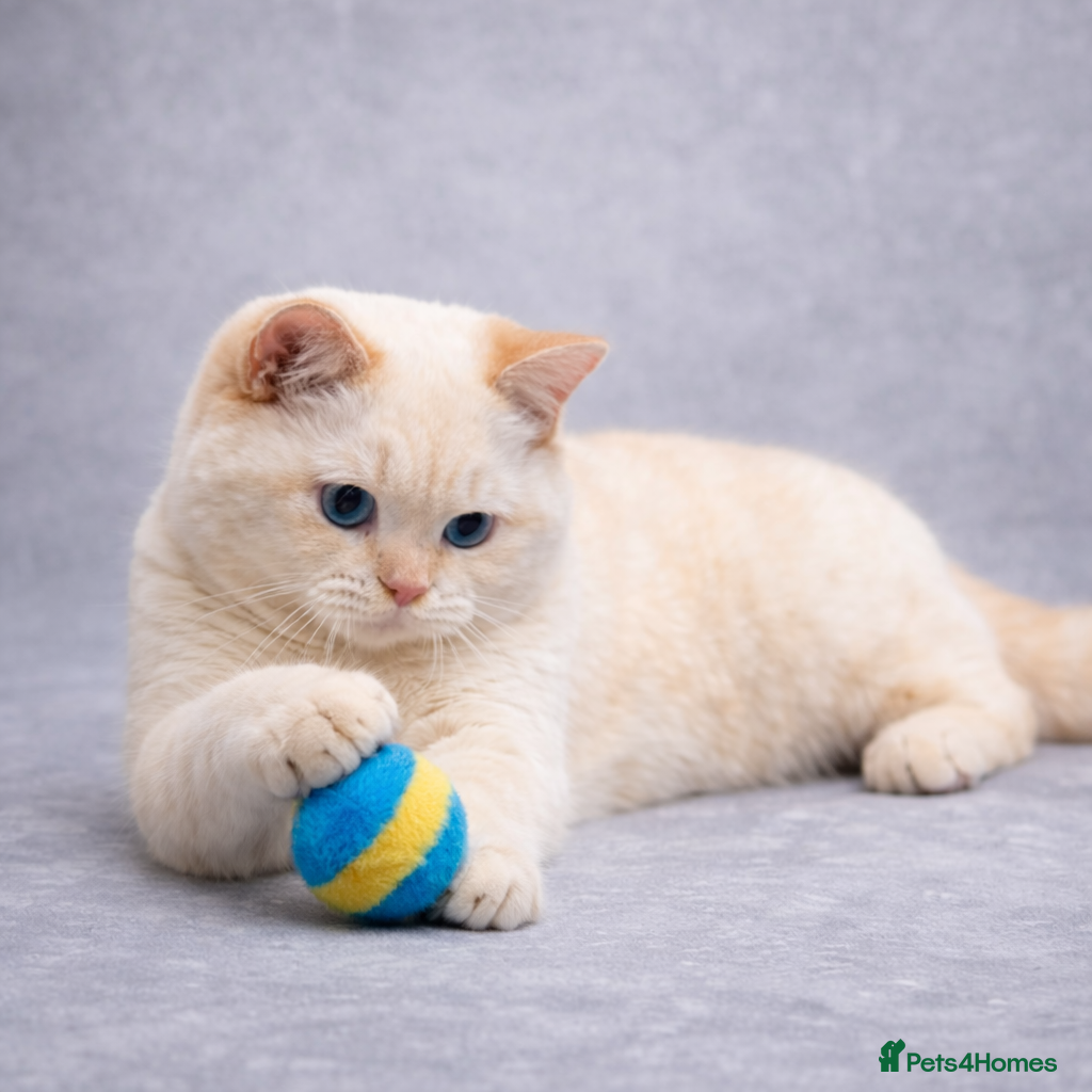British Shorthair cats RARE Flame Point British Shorthair 6 Months Old - Advert 16
