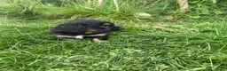 Mixed Breed dogs for sale: Mixed Breed Puppies  - Advert 26