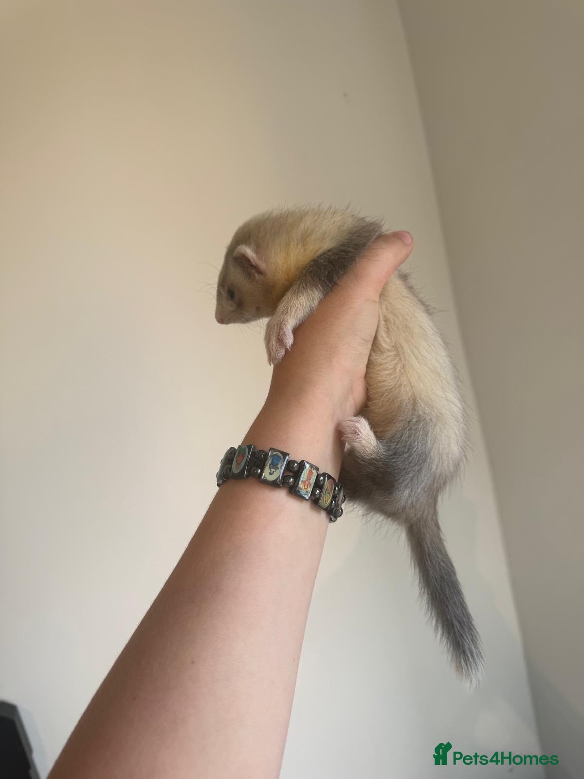 Ferret rodents Female  - Advert 1