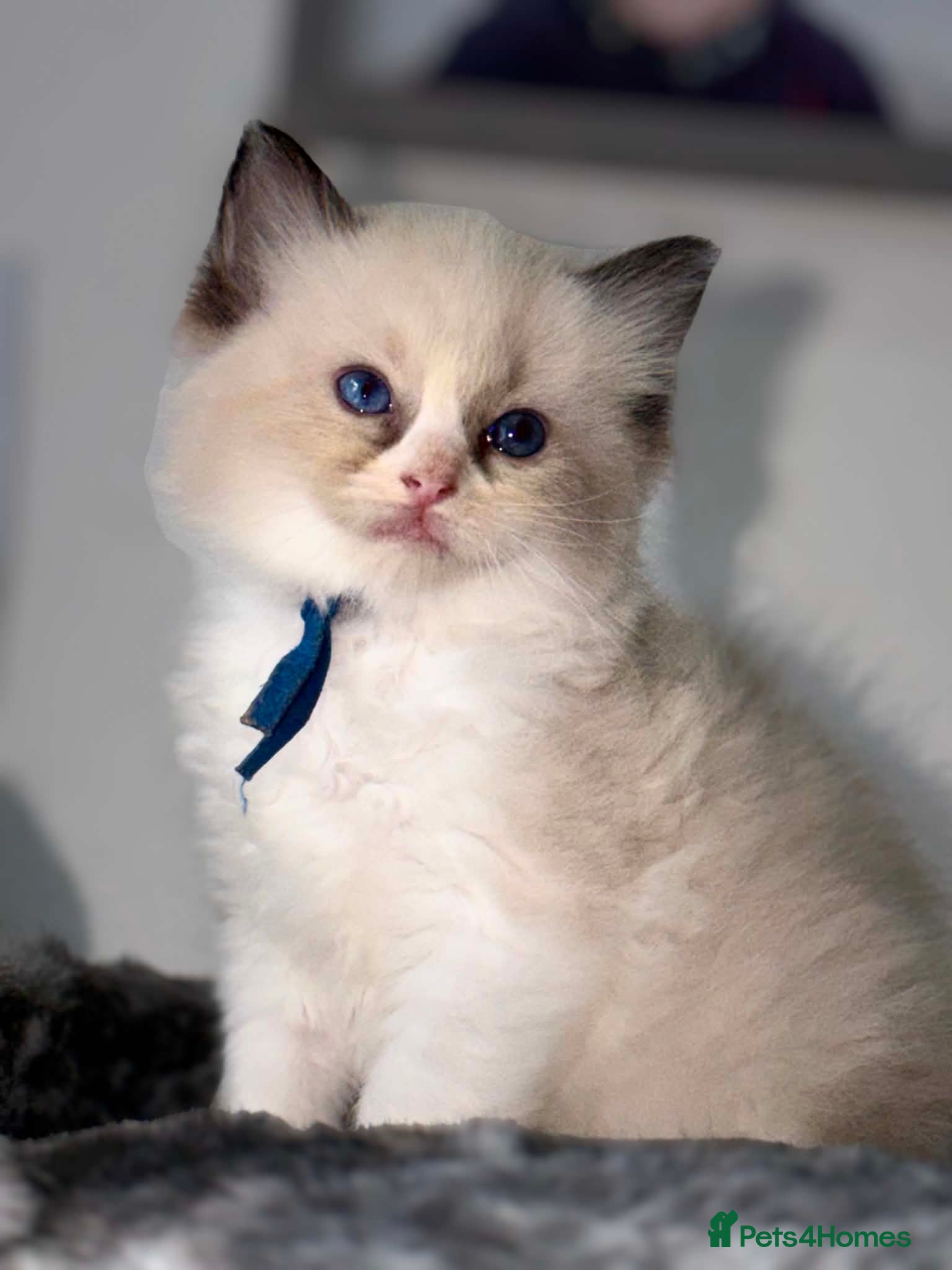 Ragdoll cats for sale: READY NOW RAGDOLL KITTENS  - Advert 28