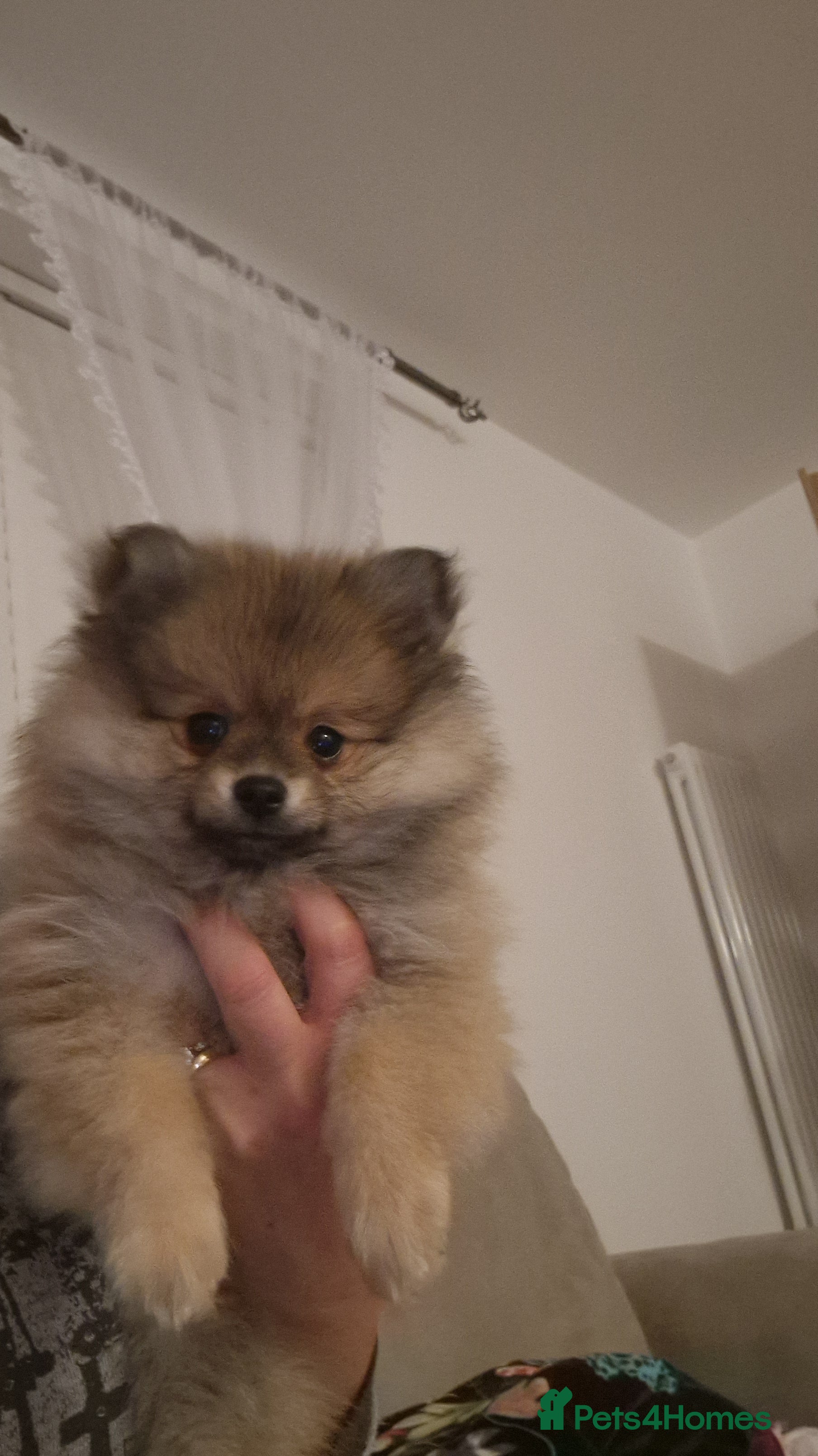 Pomeranian dogs Small Beautiful Pomeranian Puppies Ready Now  - Advert 4