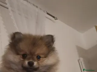 Pomeranian dogs Small Beautiful Pomeranian Puppies Ready Now - Advert 3