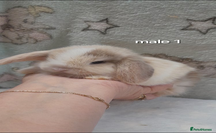 Mini Lop rabbits - Advert 10