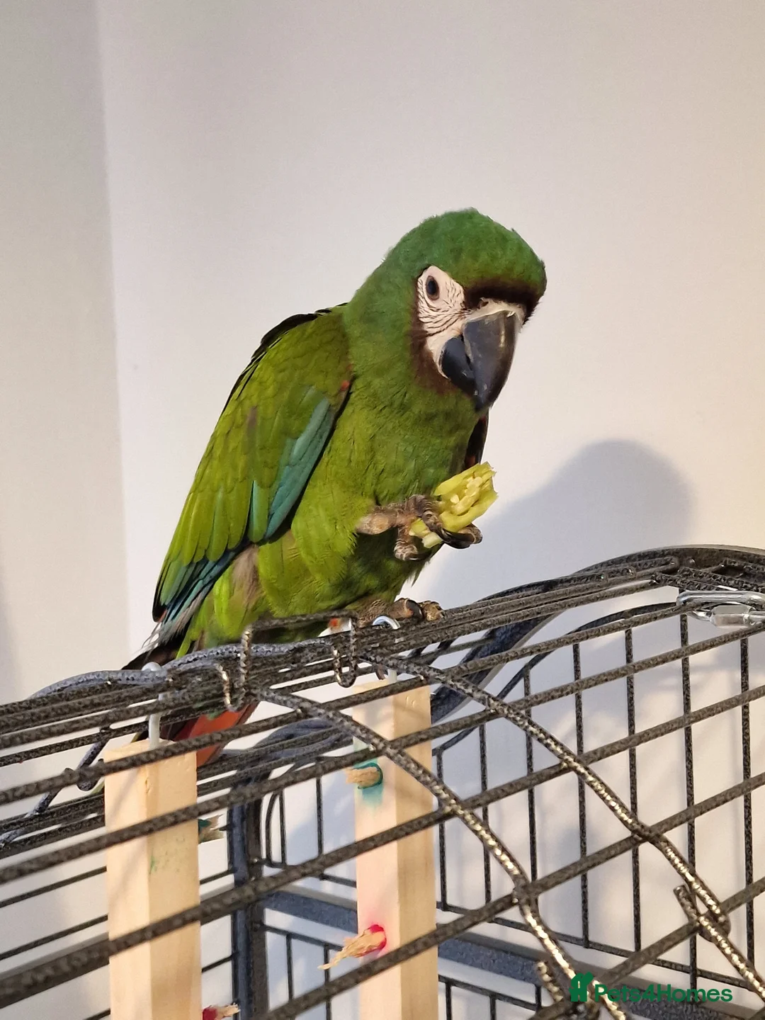 Parrots birds for sale: 1.5year old male Severe Macaw in Livingston - Advert 1