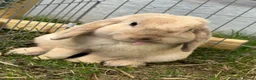 Mini Lop rabbits for sale: Mini lops - Advert 5