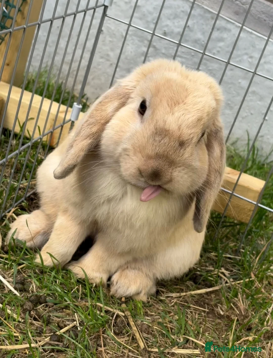 Mini Lop rabbits for sale: Mini lops - Advert 5