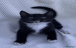 Mixed Breed cats for sale: Kitten: full of fun black & white male kitten - Image 4
