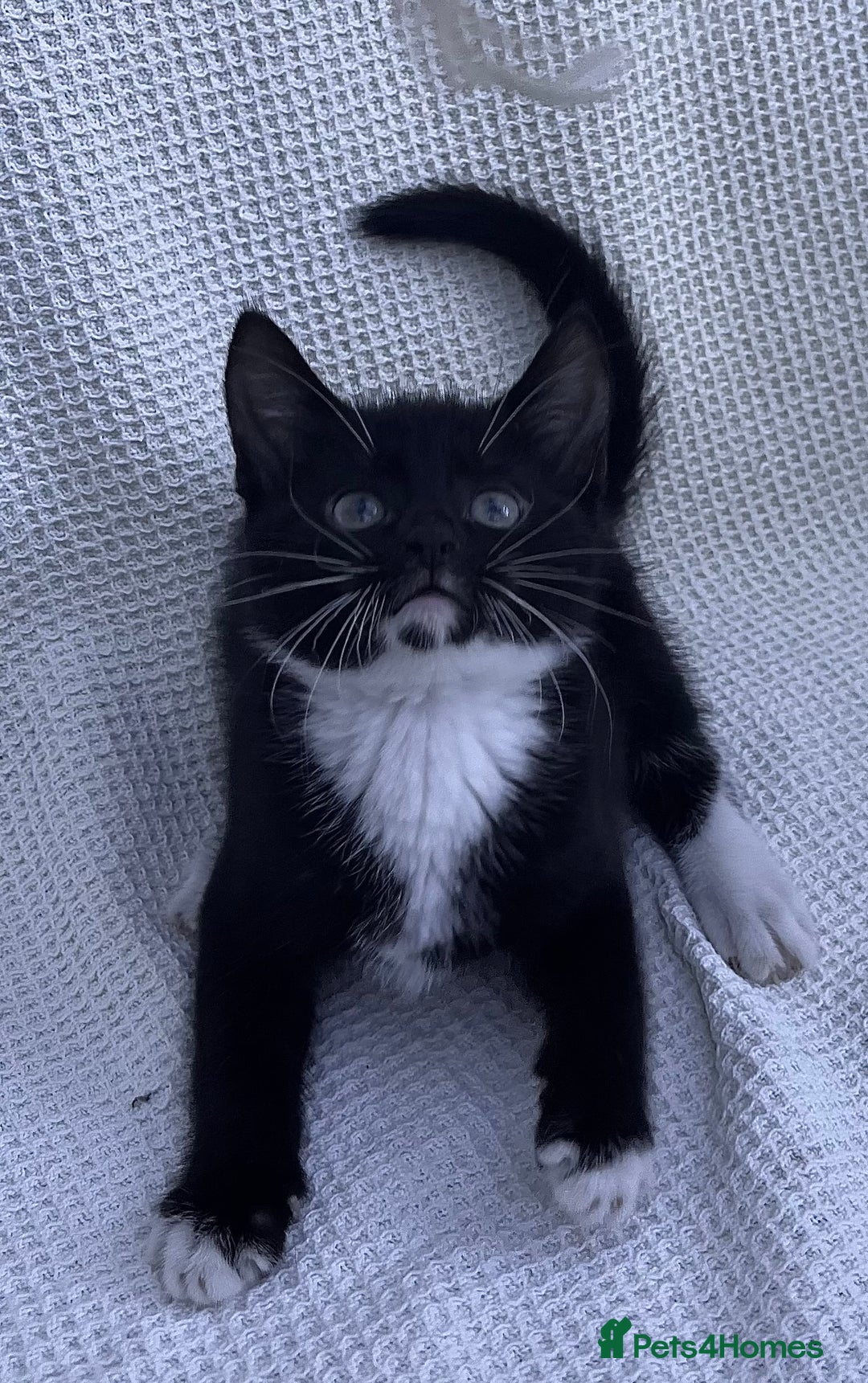 Mixed Breed cats for sale: Kitten: full of fun black & white male kitten - Image 4