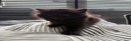 Mixed Breed cats for sale: 🐾✨BEAUTIFUL KITTENS - Advert 2