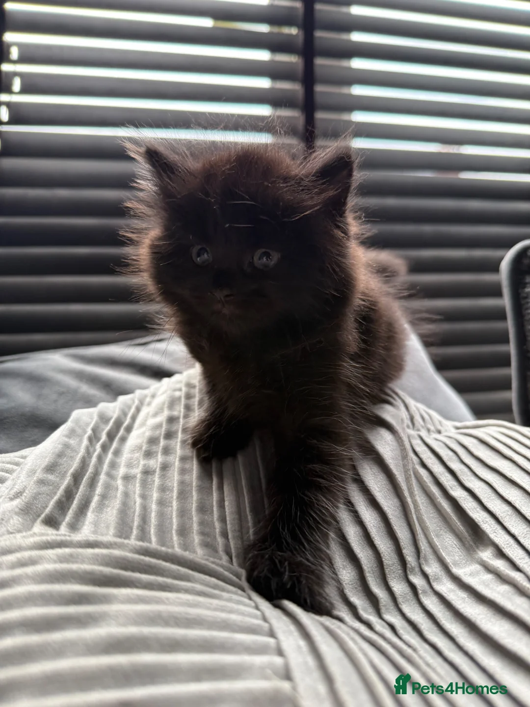 Mixed Breed cats for sale: 🐾✨BEAUTIFUL KITTENS - Advert 2
