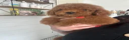 Cavapoo dogs for sale: 🐾💙F1B cavapoo’s Now ready 🐾🩷 fox red h/tested! - Advert 8