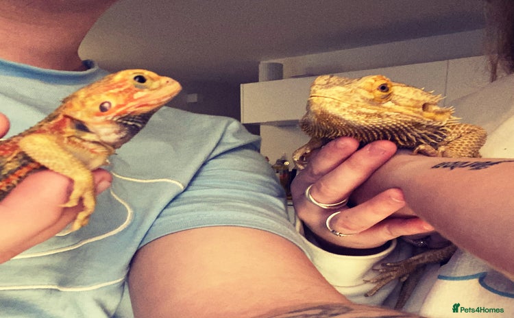 Bearded Dragon reptiles - Advert 3