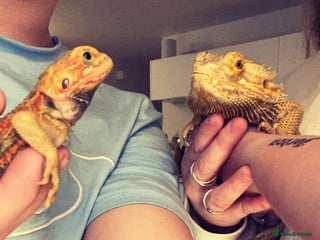 Bearded Dragon reptiles - Advert 15