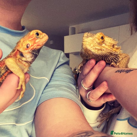 Bearded Dragon reptiles - Advert 11