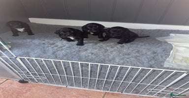 Cocker Spaniel dogs - Advert 9