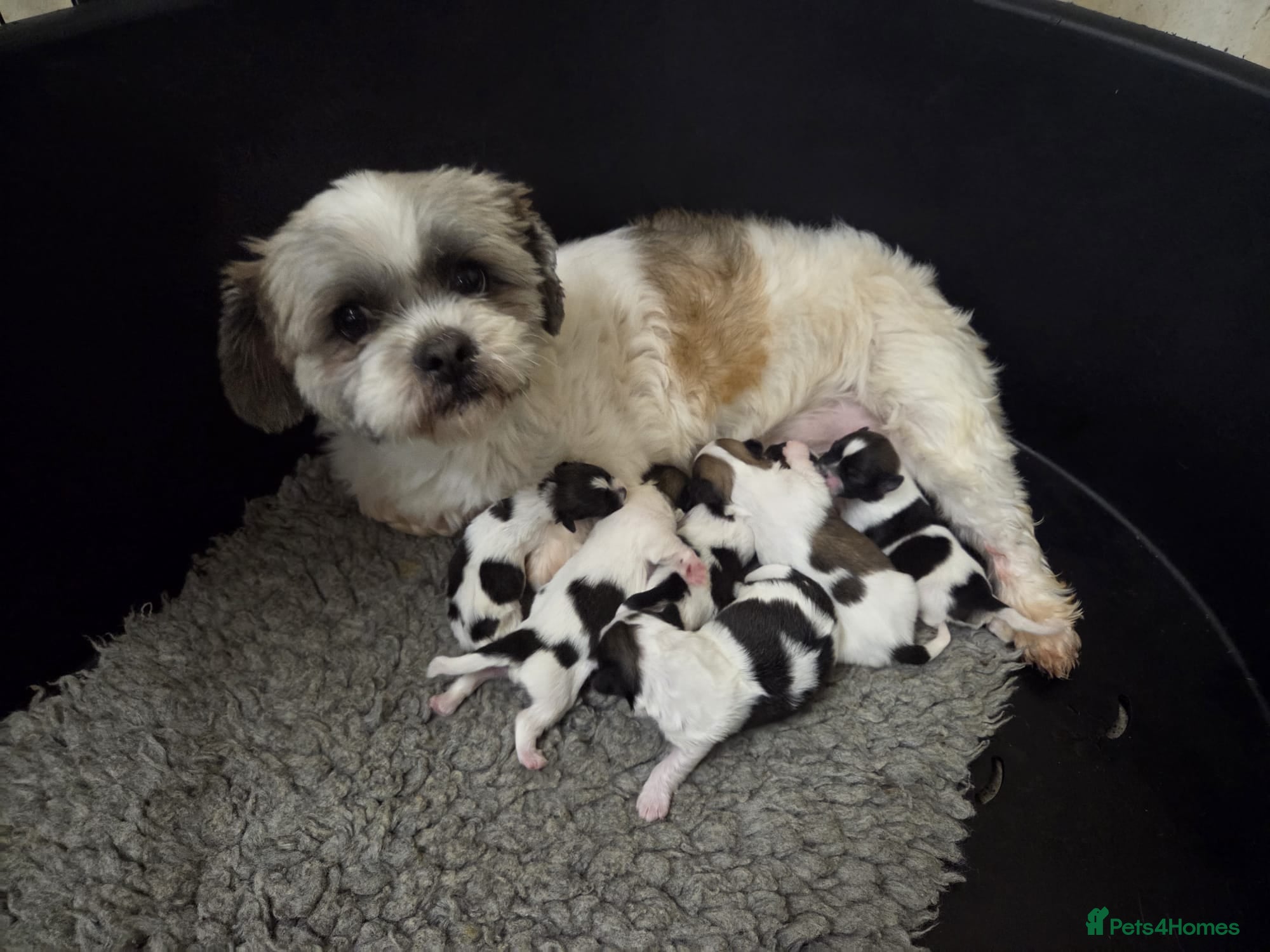 Lhasa Apso dogs Lhasa Apso Puppies  - Advert 2