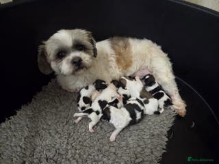 Lhasa Apso dogs Lhasa Apso Puppies - Advert 2