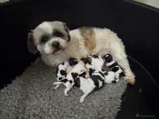 Lhasa Apso dogs Lhasa Apso Puppies - Advert 4