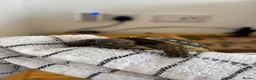 Hermann Tortoise reptiles for sale:  Herman Tortoises  in Milton Keynes - Advert 3